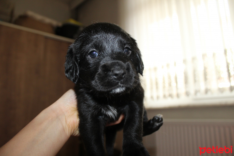 İngiliz Cocker Spaniel, Köpek  Isabel fotoğrafı