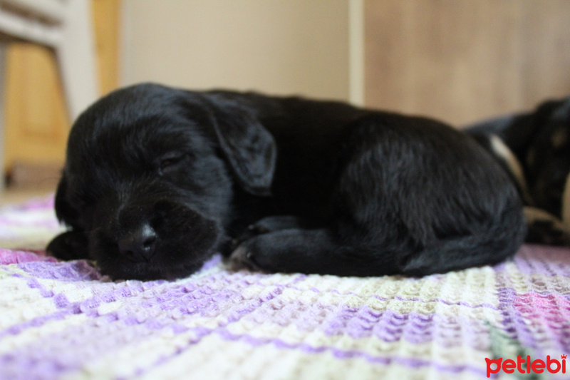 İngiliz Cocker Spaniel, Köpek  Isabel fotoğrafı