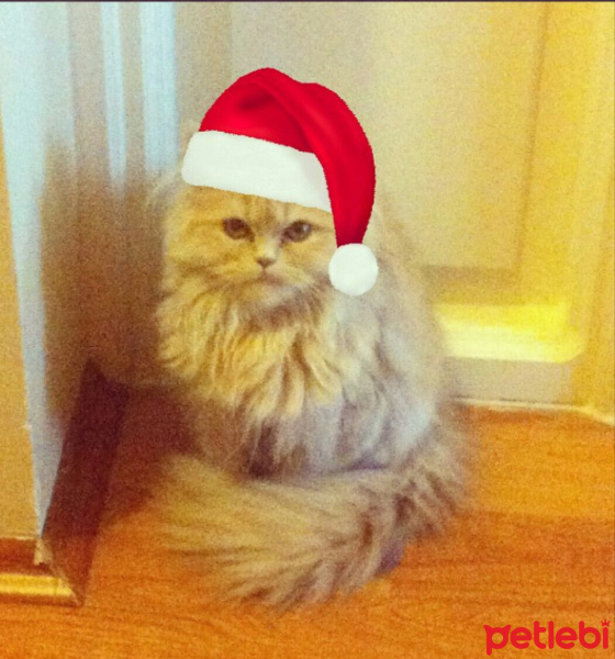 Chinchilla, Kedi  Kabarık fotoğrafı