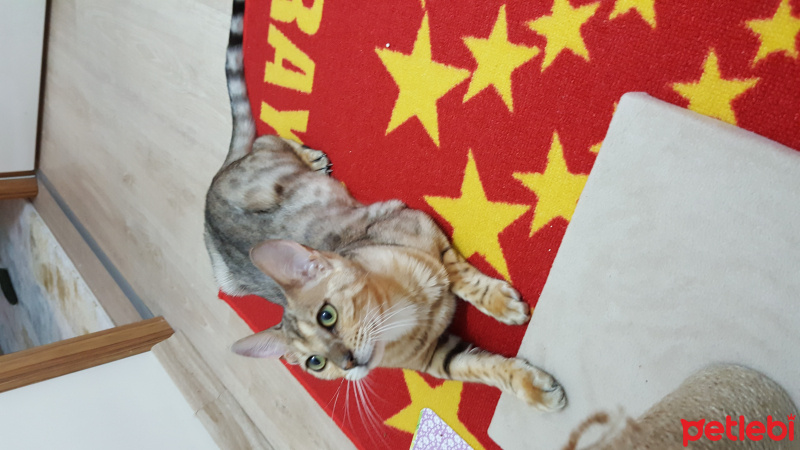 Bengal, Kedi  Hera_zeus fotoğrafı