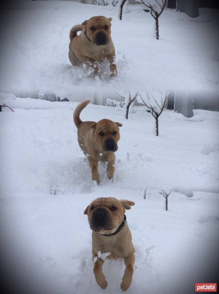 Çin Shar Pei, Köpek  Şef fotoğrafı