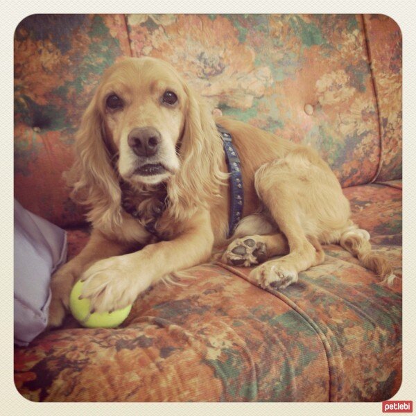 İngiliz Cocker Spaniel, Köpek  Ceko fotoğrafı