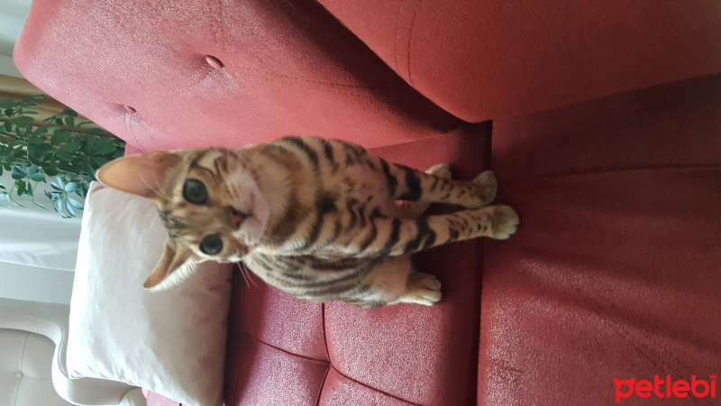 Bengal, Kedi  Zeus fotoğrafı