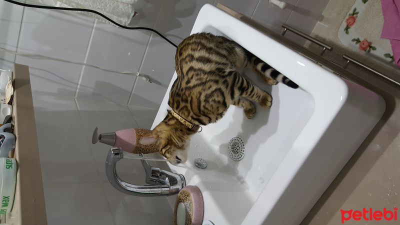 Bengal, Kedi  Zeus fotoğrafı