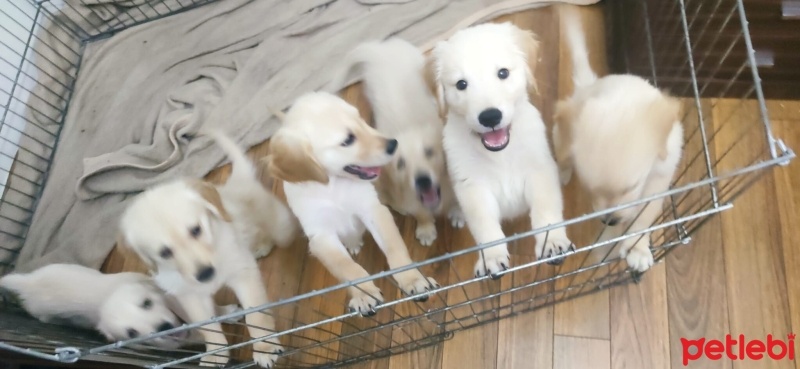 Golden Retriever, Köpek  Hera fotoğrafı