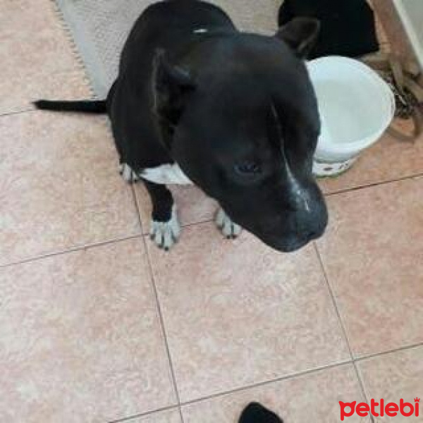 Boxer, Köpek  pitbull fotoğrafı