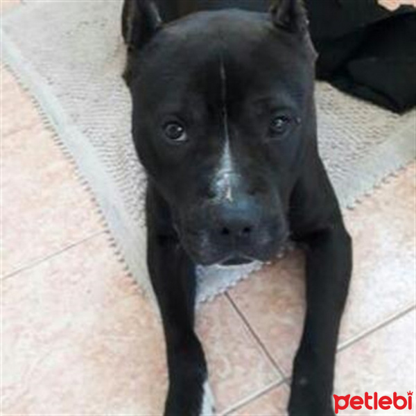 Boxer, Köpek  pitbull fotoğrafı