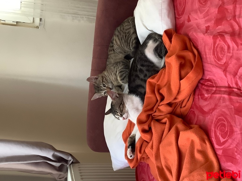 Tekir Kedi, Kedi  Tekir fotoğrafı