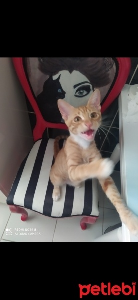 Tekir Kedi, Kedi  Limon fotoğrafı