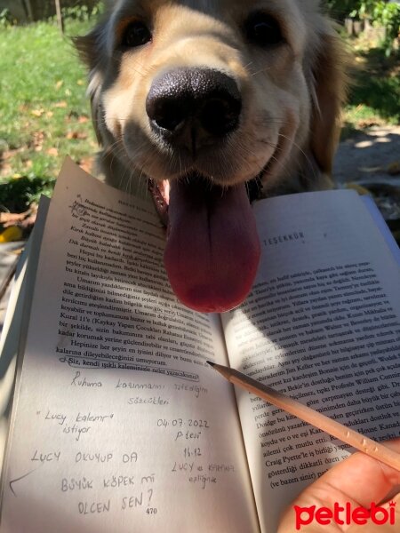 Golden Retriever, Köpek  Lucy fotoğrafı