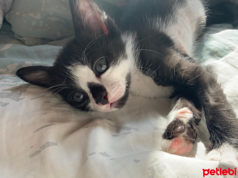 Tekir Kedi, Kedi  Gece fotoğrafı