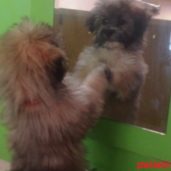 Lhasa Apso, Köpek  Çiko fotoğrafı