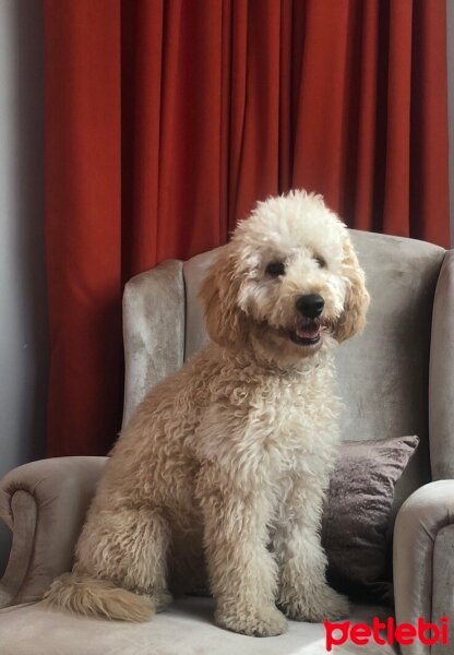 Poodle (Minyatür Kaniş), Köpek  Vegas fotoğrafı