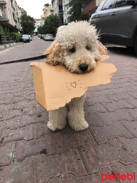 Poodle (Minyatür Kaniş), Köpek  Vegas fotoğrafı