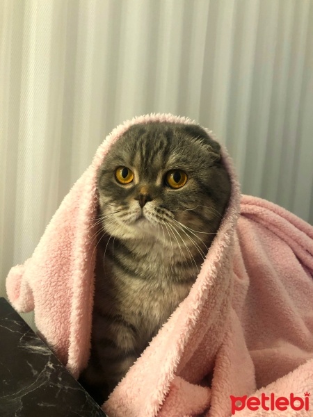 Scottish Fold, Kedi  Pamuk fotoğrafı
