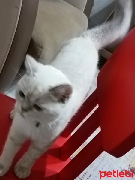 British Shorthair, Kedi  Luna fotoğrafı