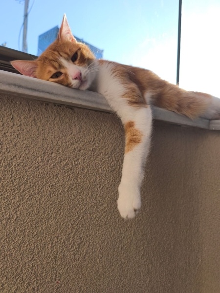 Sarman, Kedi  Pablo fotoğrafı