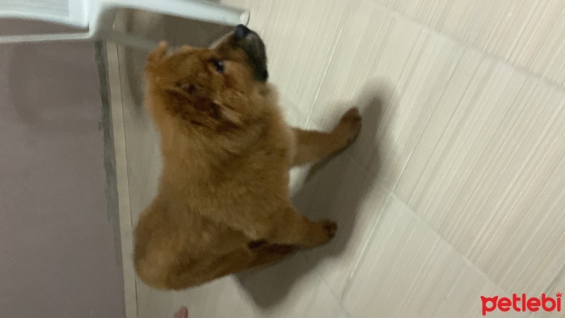 Chow Chow (çin Aslanı), Köpek  Patron fotoğrafı