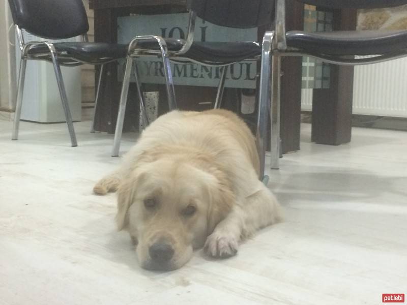 Golden Retriever, Köpek  rex fotoğrafı