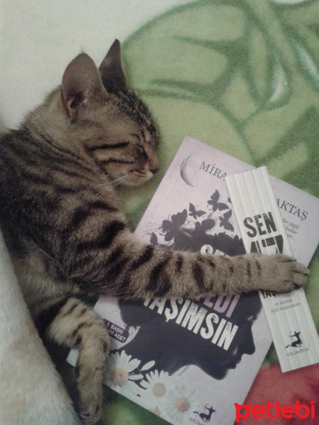 European Shorthair, Kedi  Bademm fotoğrafı