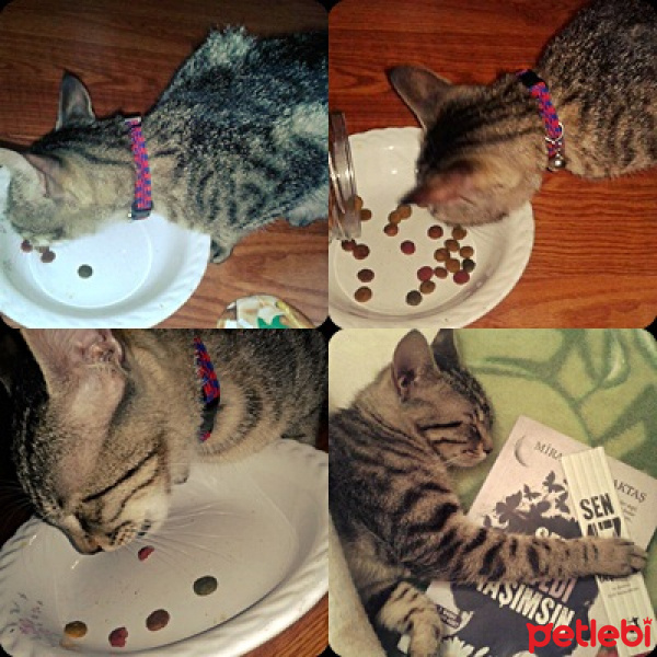 European Shorthair, Kedi  Bademm fotoğrafı