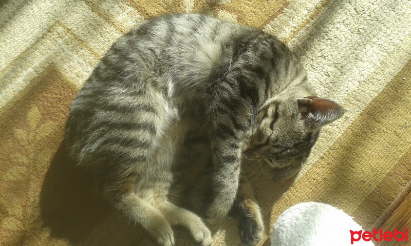 European Shorthair, Kedi  Bademm fotoğrafı
