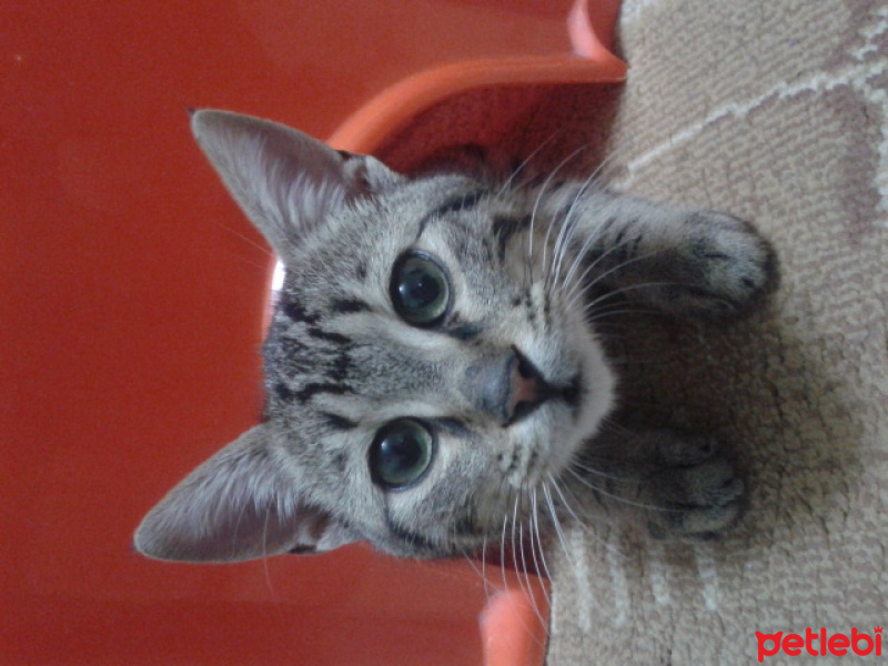 European Shorthair, Kedi  Bademm fotoğrafı