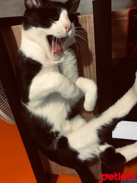 Tuxedo (Smokin) Kedi, Kedi  Melo fotoğrafı