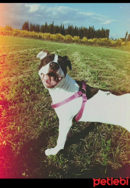 Amerikan Staffordshire Terrier, Köpek  Asil fotoğrafı