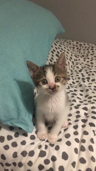 Tekir Kedi, Kedi  Şambel fotoğrafı