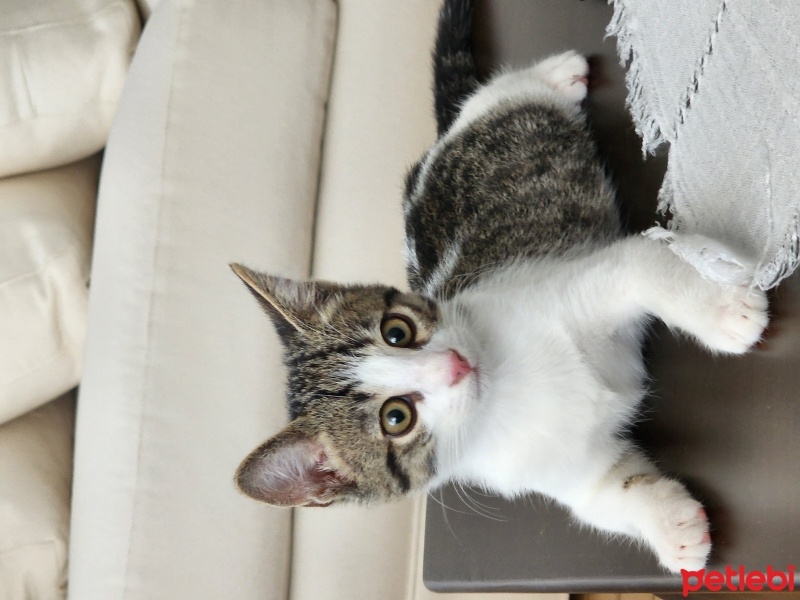 Tekir Kedi, Kedi  PATİ fotoğrafı