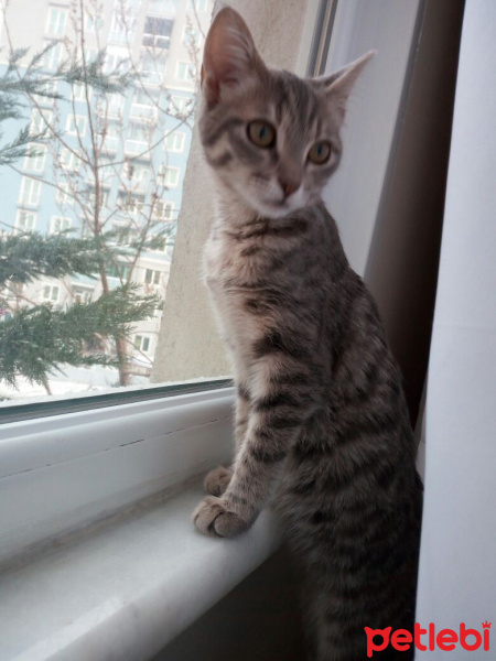 Tekir Kedi, Kedi  BALIM fotoğrafı