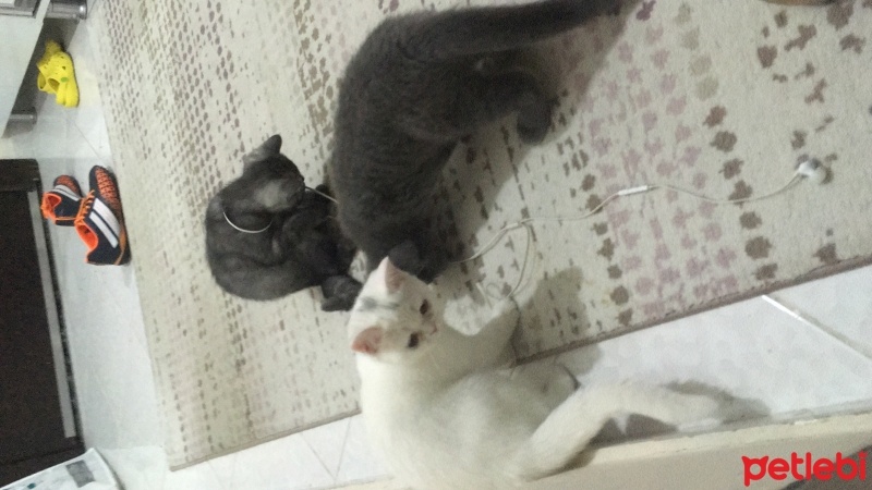 British Shorthair, Kedi  Pamuk fotoğrafı