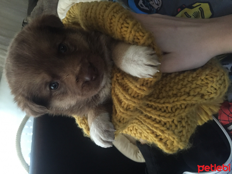 Kangal, Köpek  Yeni yavrular fotoğrafı