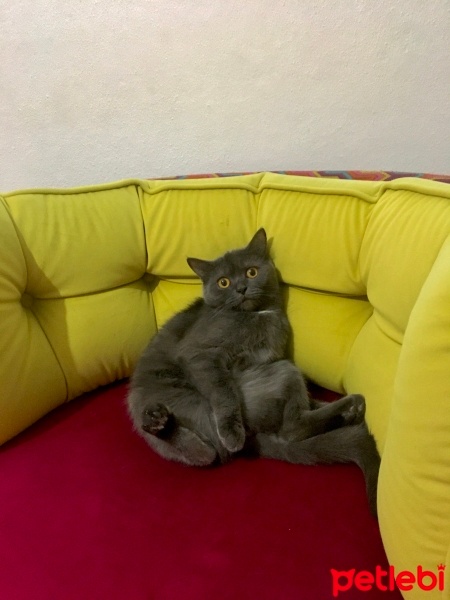 British Shorthair, Kedi  Mahur fotoğrafı