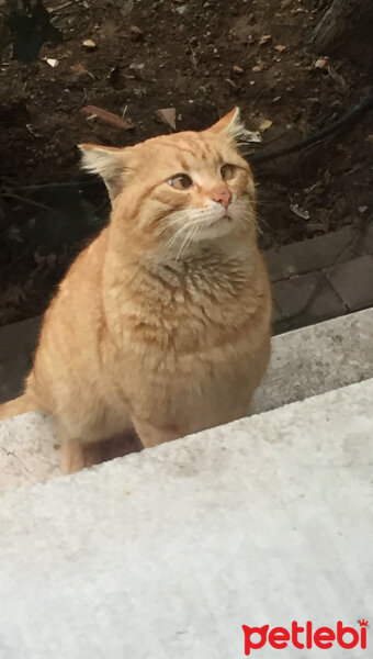 Tekir Kedi, Kedi  İnci fotoğrafı