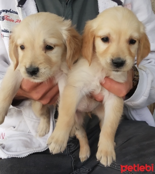 Golden Retriever, Köpek  Yok fotoğrafı