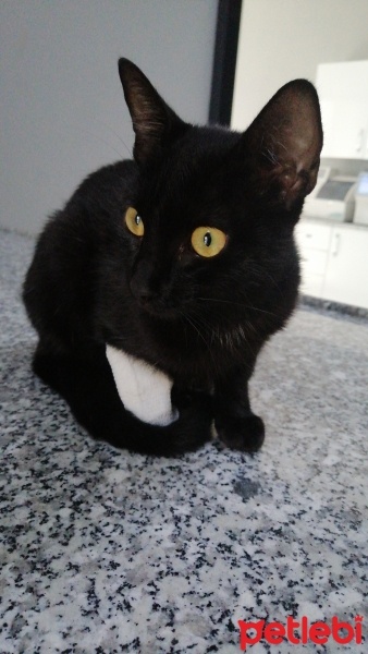 Bombay, Kedi  Balık fotoğrafı