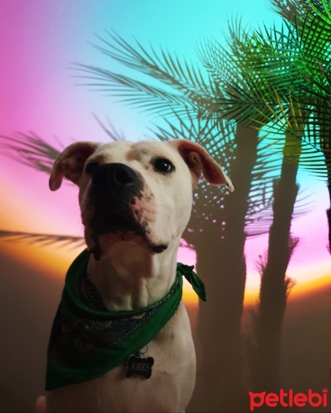 Dogo Arjantin, Köpek  ARES fotoğrafı