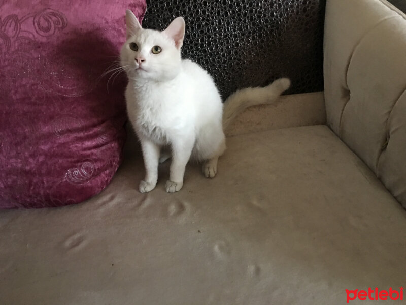 Ankara Kedisi, Kedi  Casper fotoğrafı