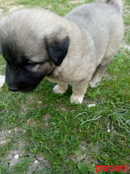Kangal, Köpek  Laydi fotoğrafı