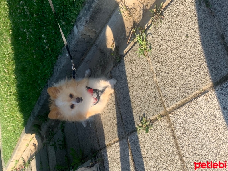 Pomeranyalı, Köpek  Milka fotoğrafı