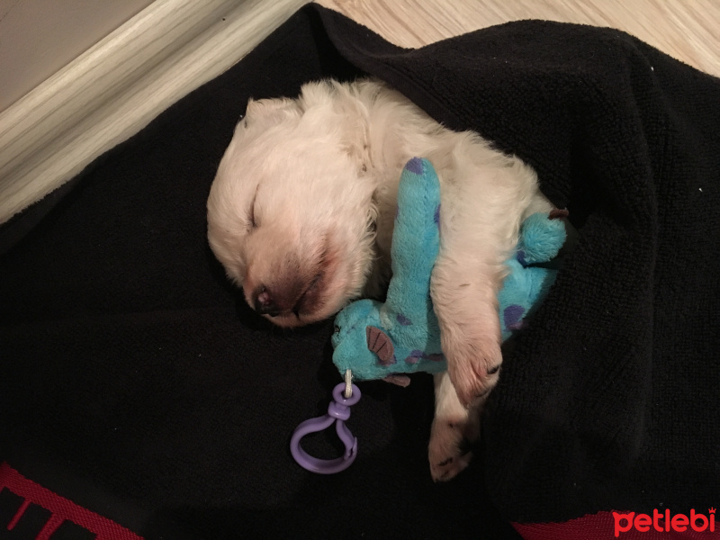 Maltese, Köpek  Luffy fotoğrafı