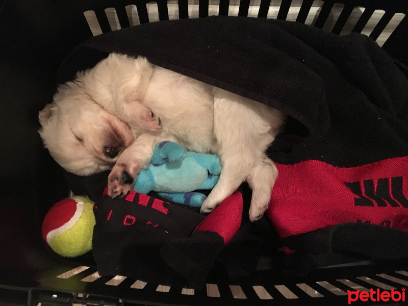 Maltese, Köpek  Luffy fotoğrafı