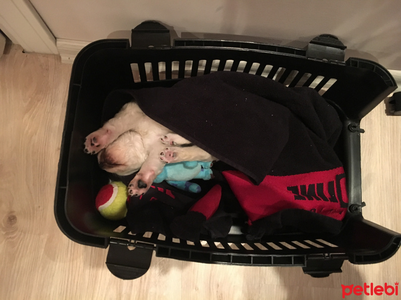 Maltese, Köpek  Luffy fotoğrafı