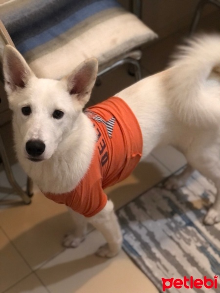 Akita İnu, Köpek  Charlie fotoğrafı