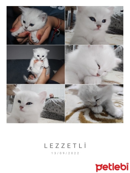Scottish Fold, Kedi  Sütlaç fotoğrafı