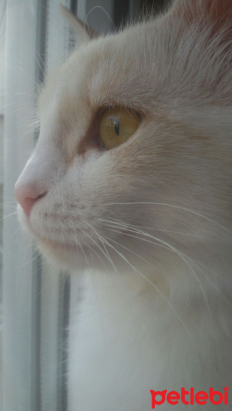 Ankara Kedisi, Kedi  Miya fotoğrafı