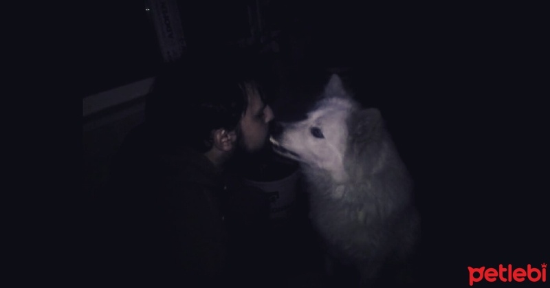 Samoyed, Köpek  Alfa fotoğrafı