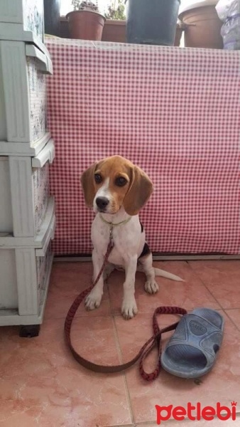 Beagle, Köpek  Milka fotoğrafı
